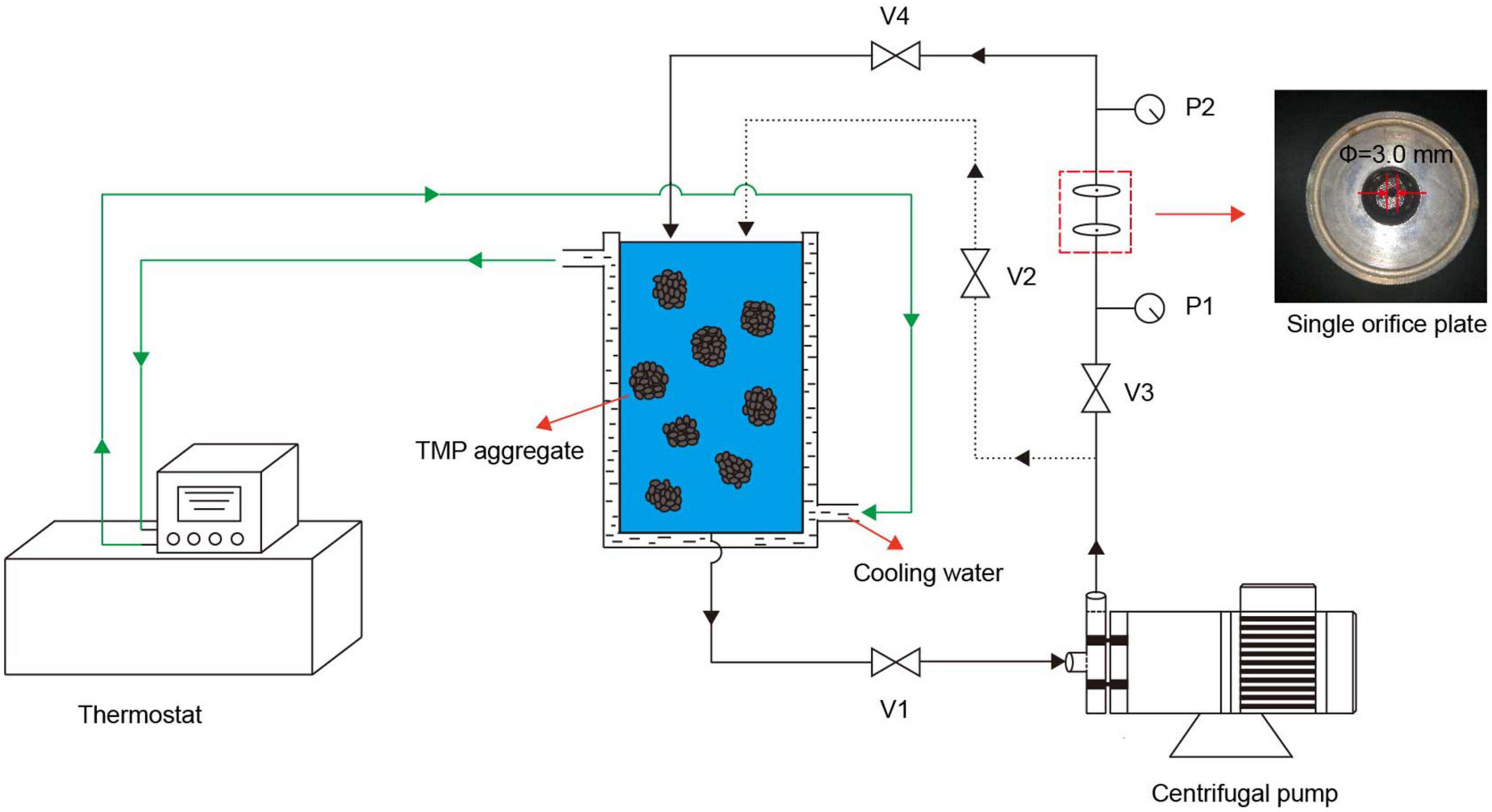 Effects of hydrodynamic cavitation on physicochemical structure and emulsifying properties of tilapia (Oreochromis niloticus) myofibrillar protein
